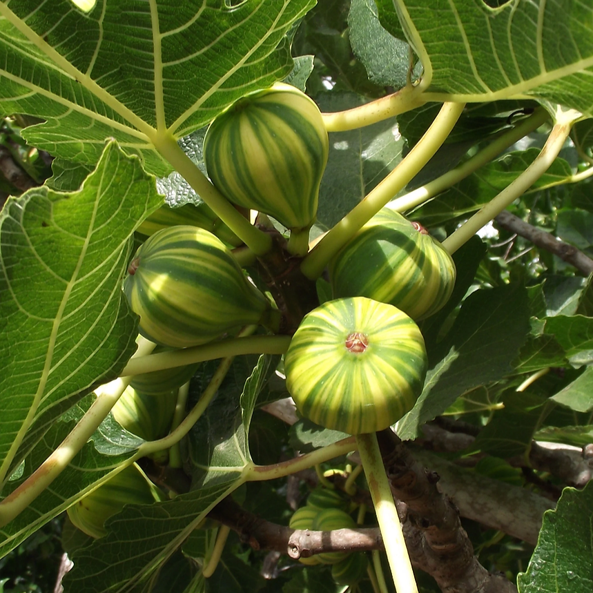 Ficus carica 'Panache'