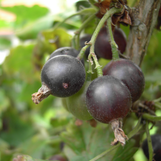 Ribes X 'Jostaberry'