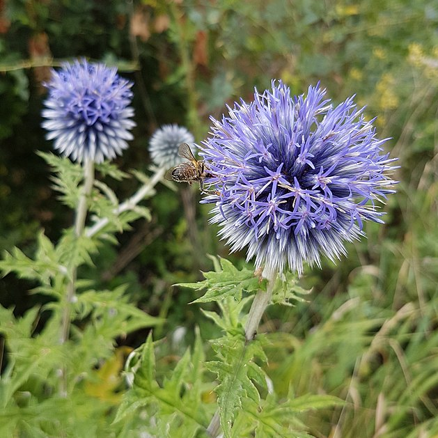 Echinops bannaticus 'Blue Glow'