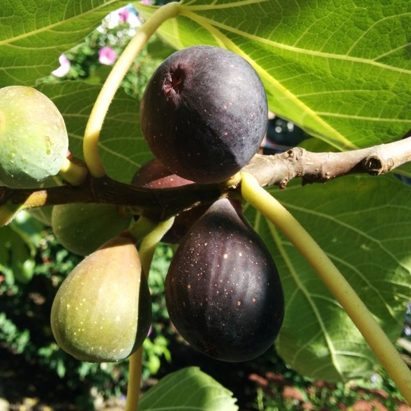 Ficus carica 'Negronne'