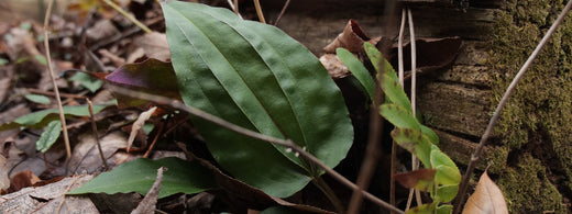 The Cranefly Orchid