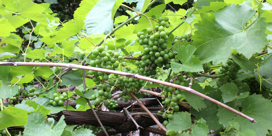 Caucasus x Appalachia | GRAPES pt. 1