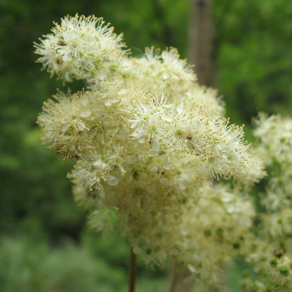 Filipendula ulmaria 'Variegata'