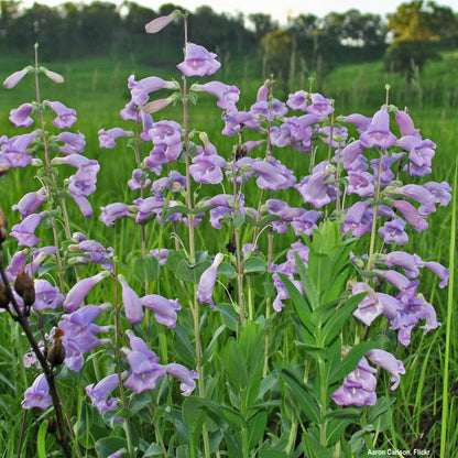 Penstemon grandiflorus