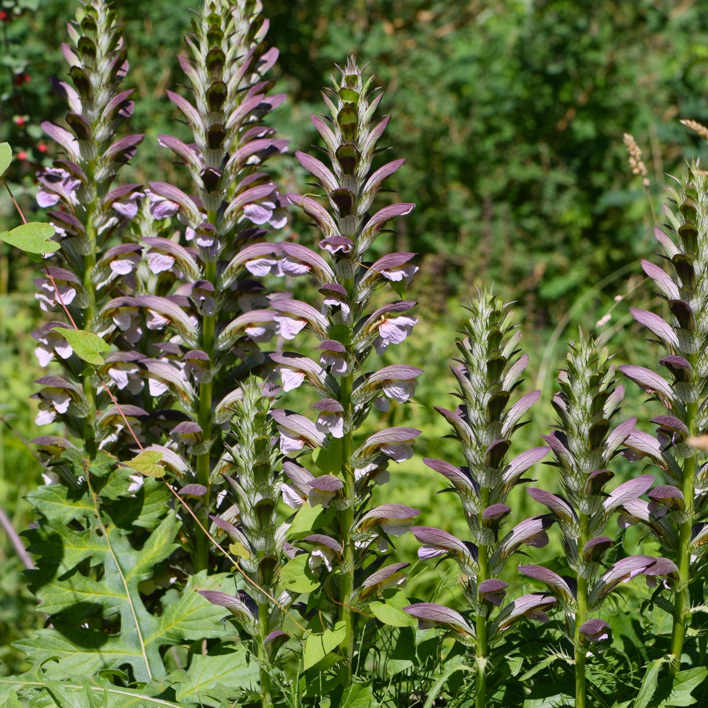 Acanthus hungaricus