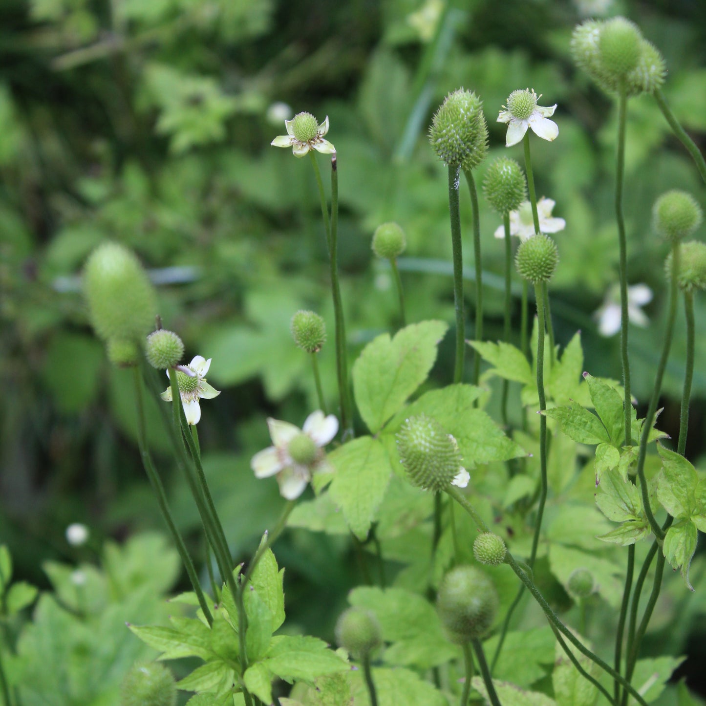 Anemone virginiana