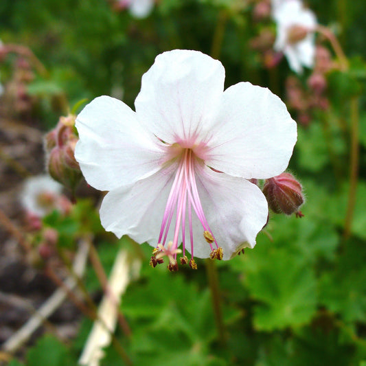 Geranium X cantabrigiense 'Biokovo'
