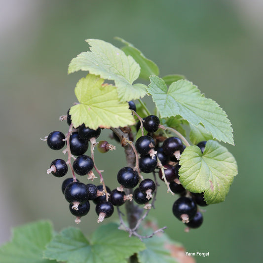 Ribes nigrum 'Ben Lomond'