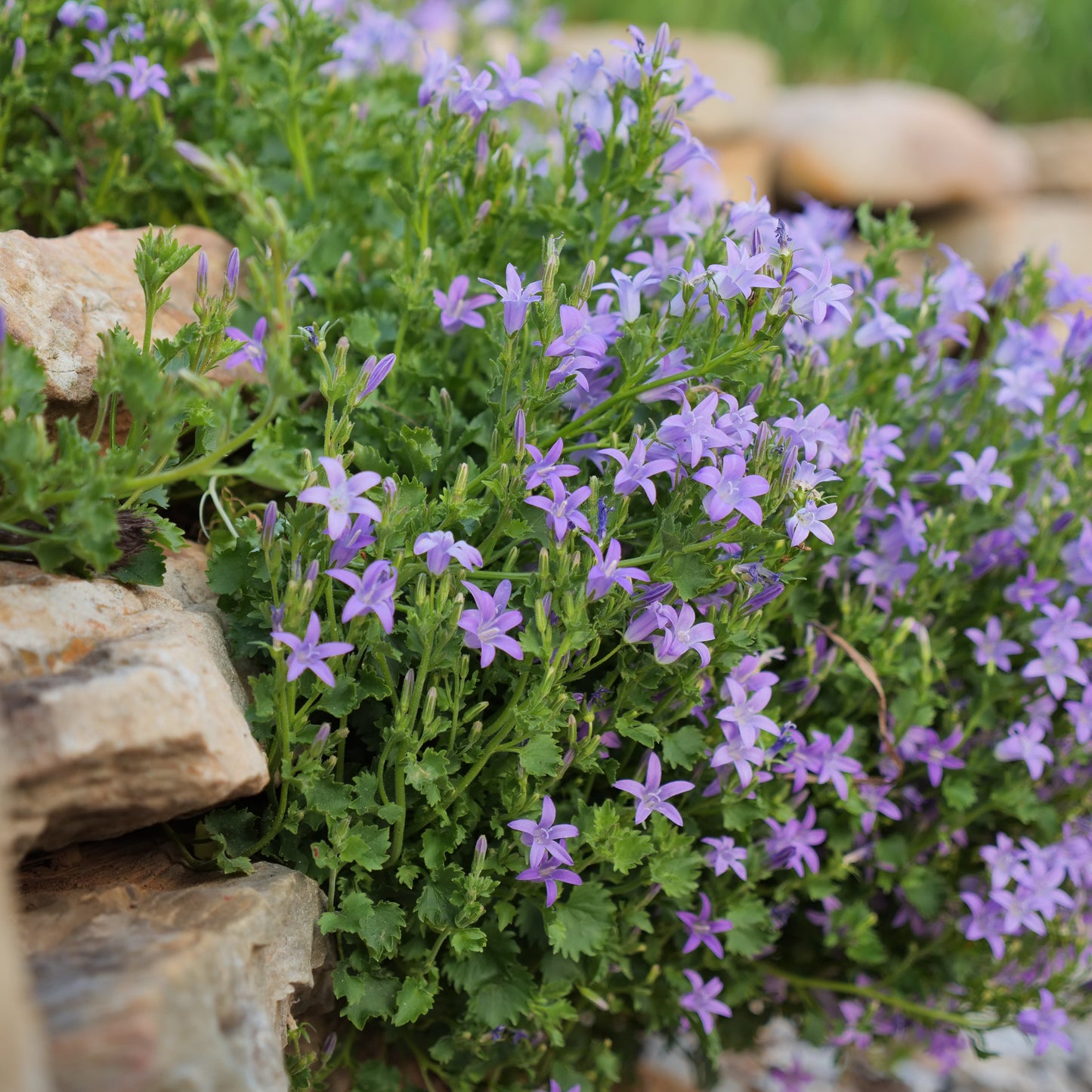 Campanula portenschlagiana