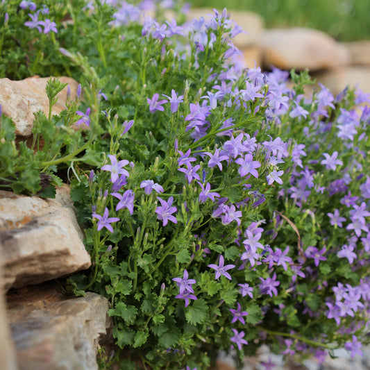 Campanula portenschlagiana