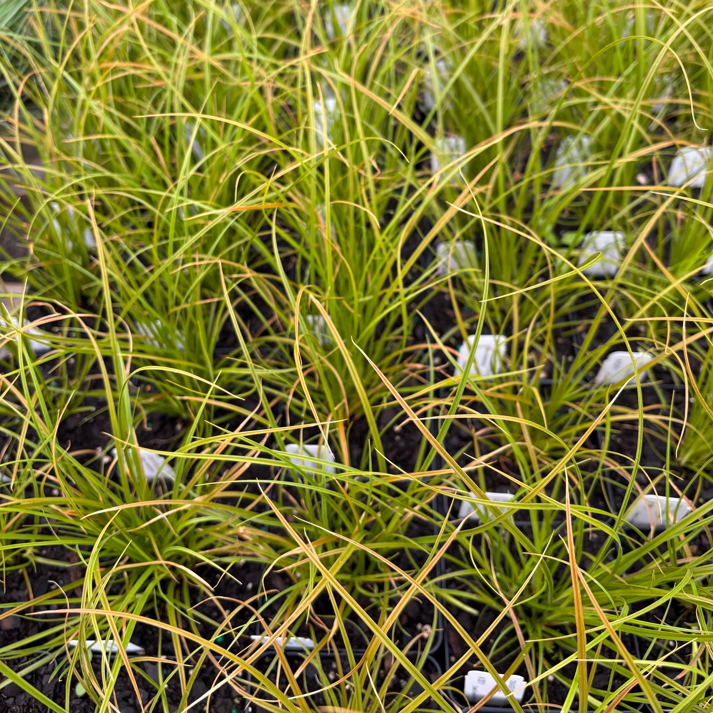 Carex testacea