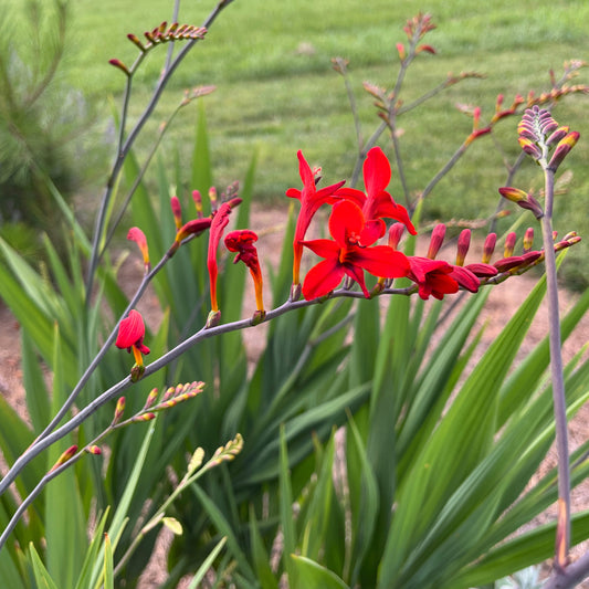 Crocosmia 'Lucifer'