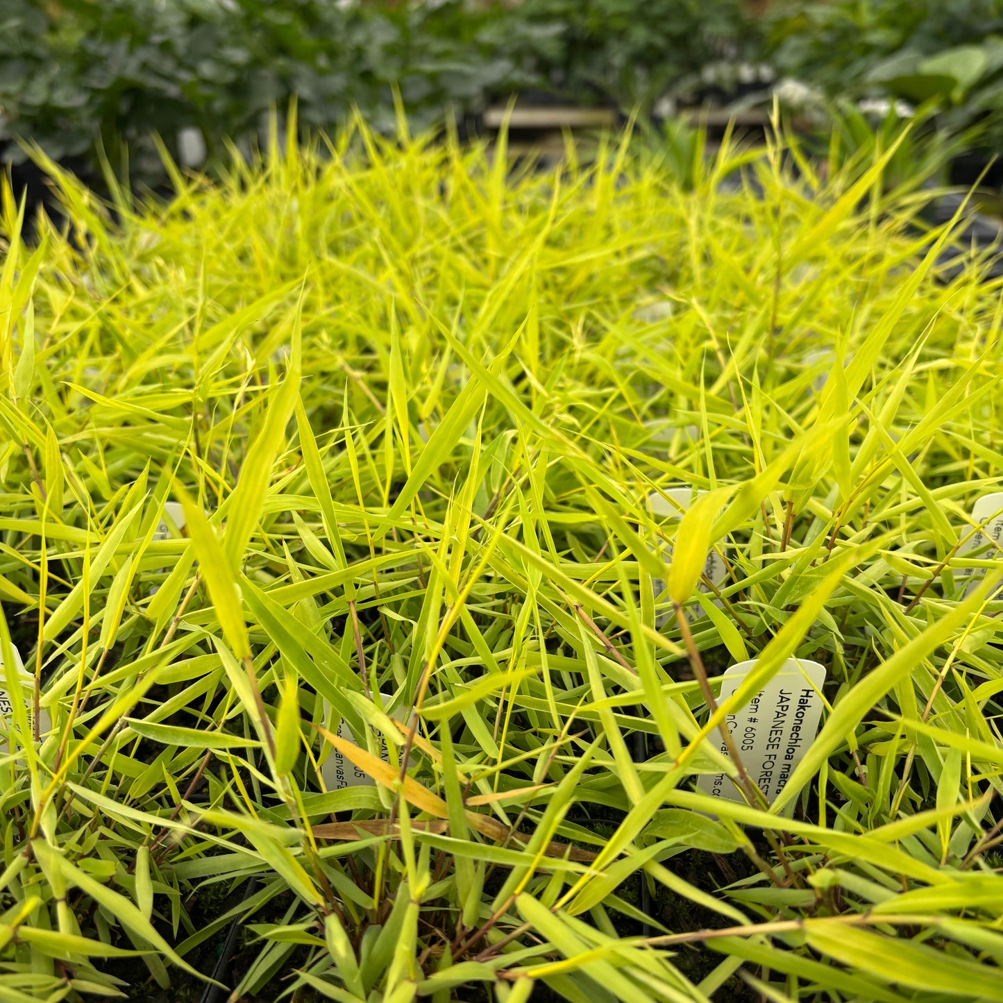 Hakonechloa macra 'All Gold'