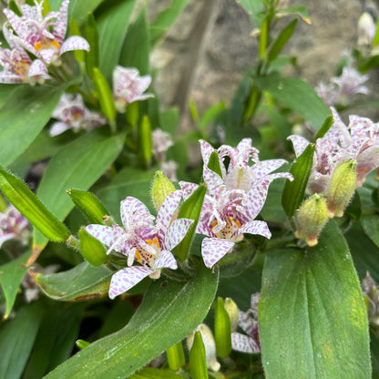 Tricyrtis hirta 'Miyazaki'