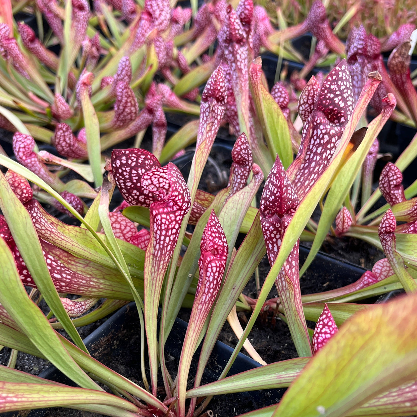 Sarracenia 'Scarlet Belle' Hybrid Pitcher Plant Live Plant For Sale