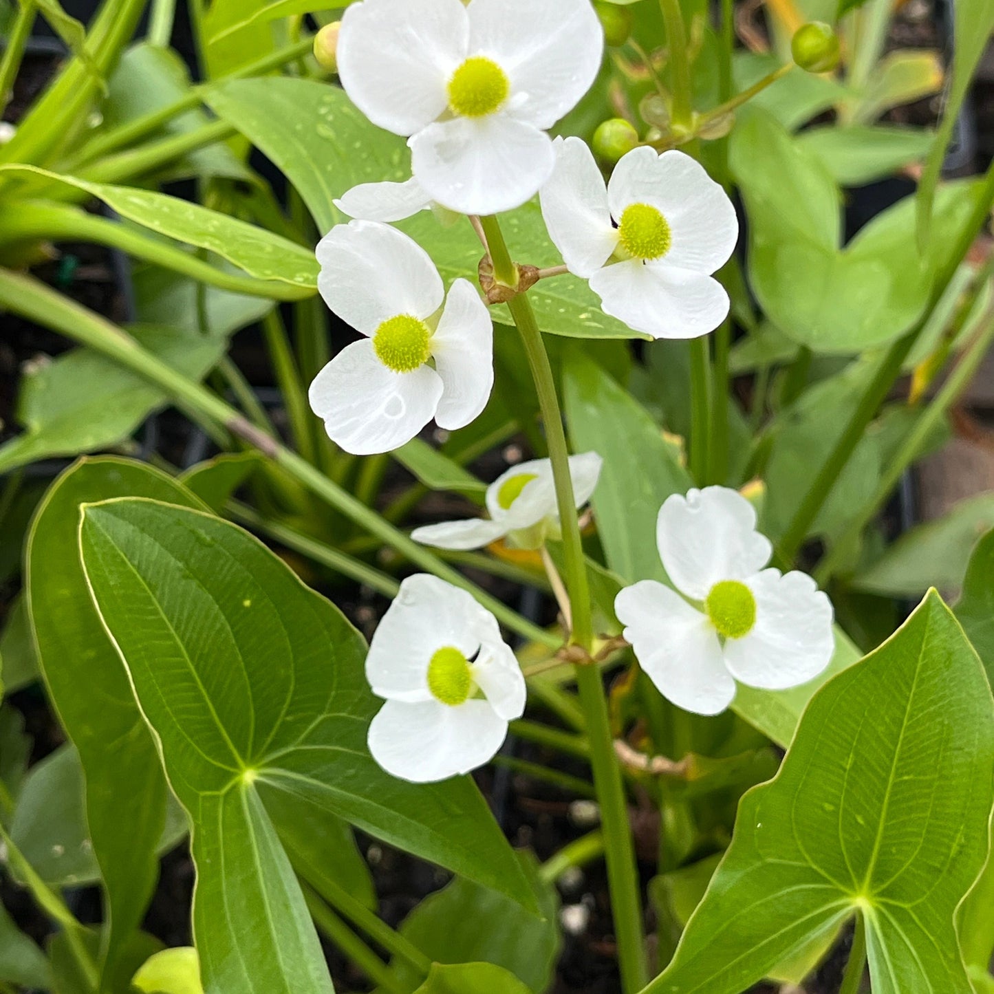 Sagittaria latifolia