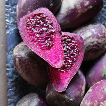 eastern prickly pear cactus for sale near me Eastern Prickly Pear Cactus Plant for Sale