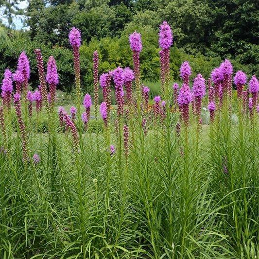 Liatris spicata