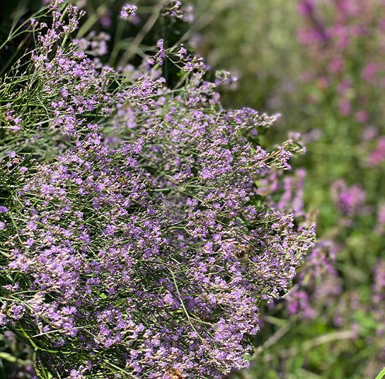 Limonium latifolium