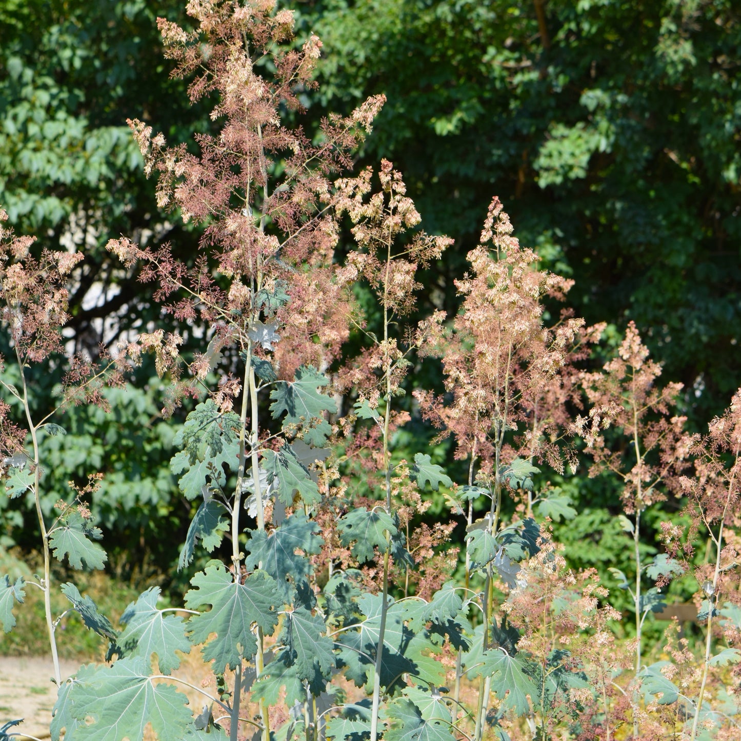 Macleaya microcarpa