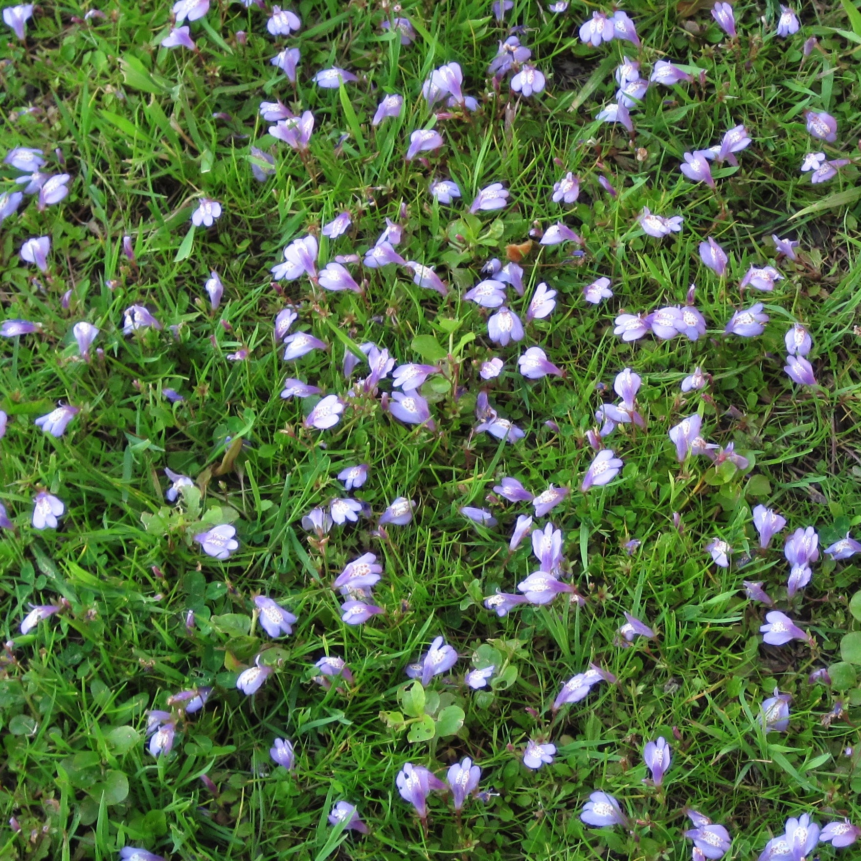 Mazus reptans - Creeping Mazus - Live Plant For Sale – Green Canvas Farms