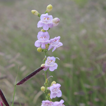 Penstemon palmeri