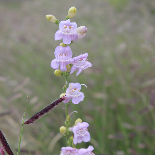 Penstemon palmeri