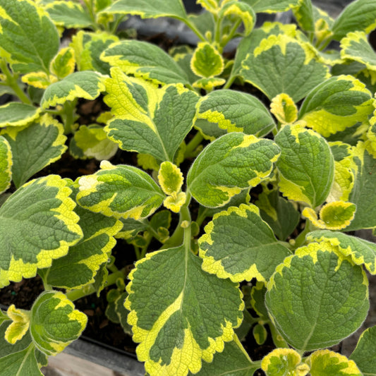 Plectranthus 'Lemon Twist'