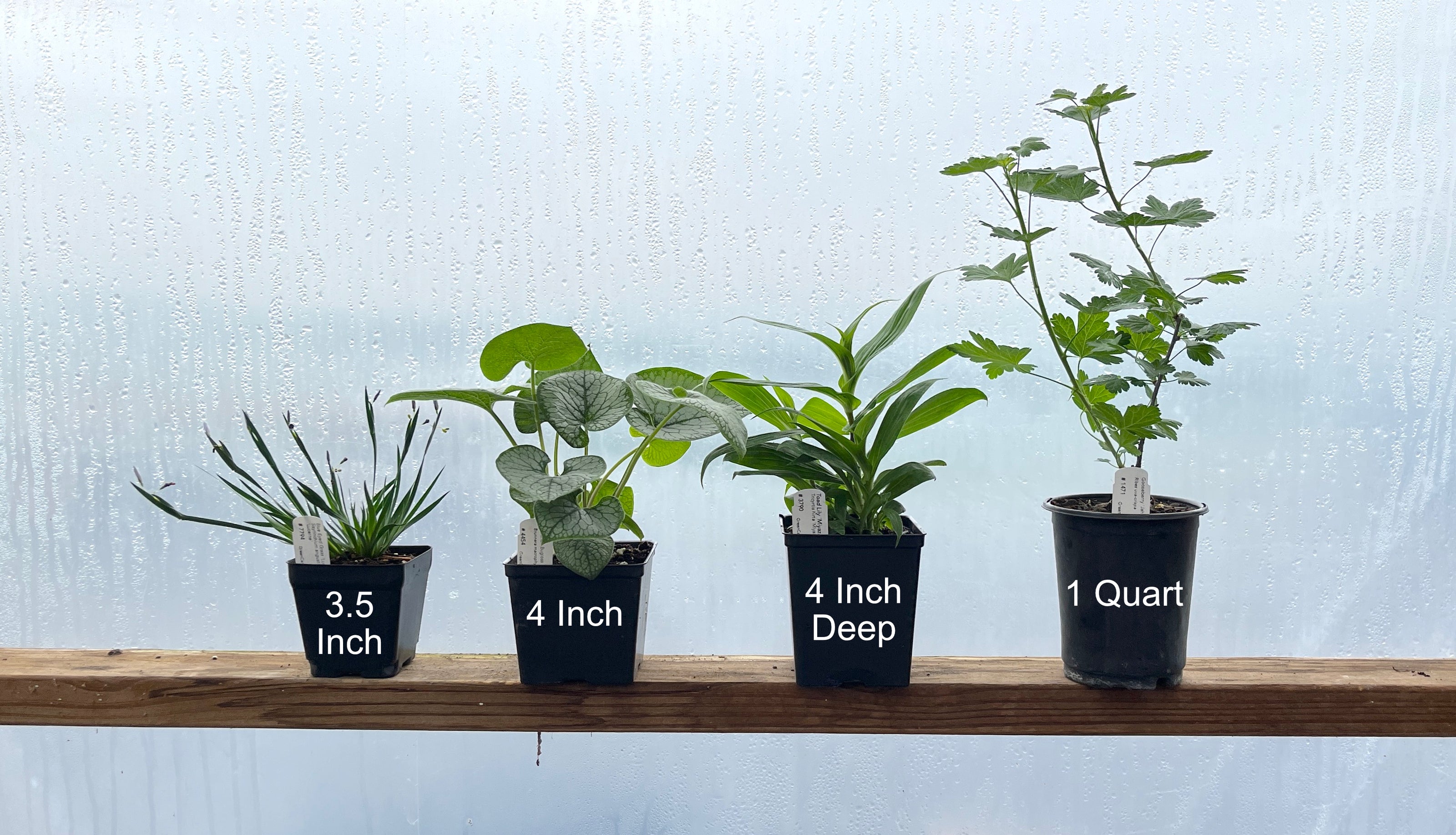 Pot Size Comparison