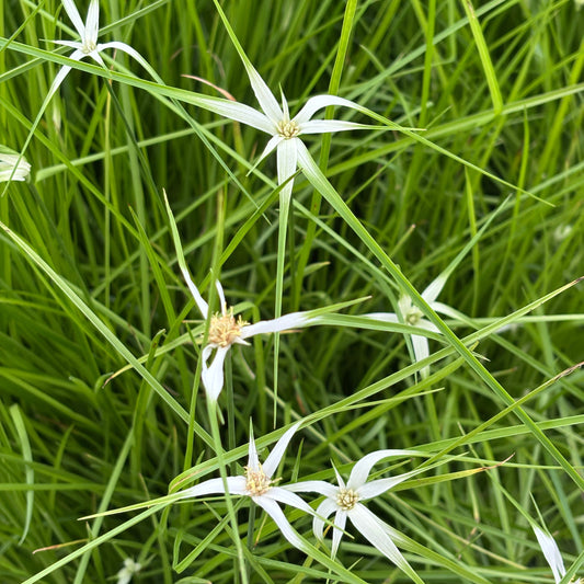 Rhynchospora colorata