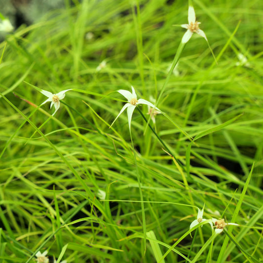 Rhynchospora colorata