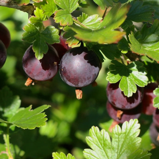Ribes - Gooseberry 'Black Velvet'