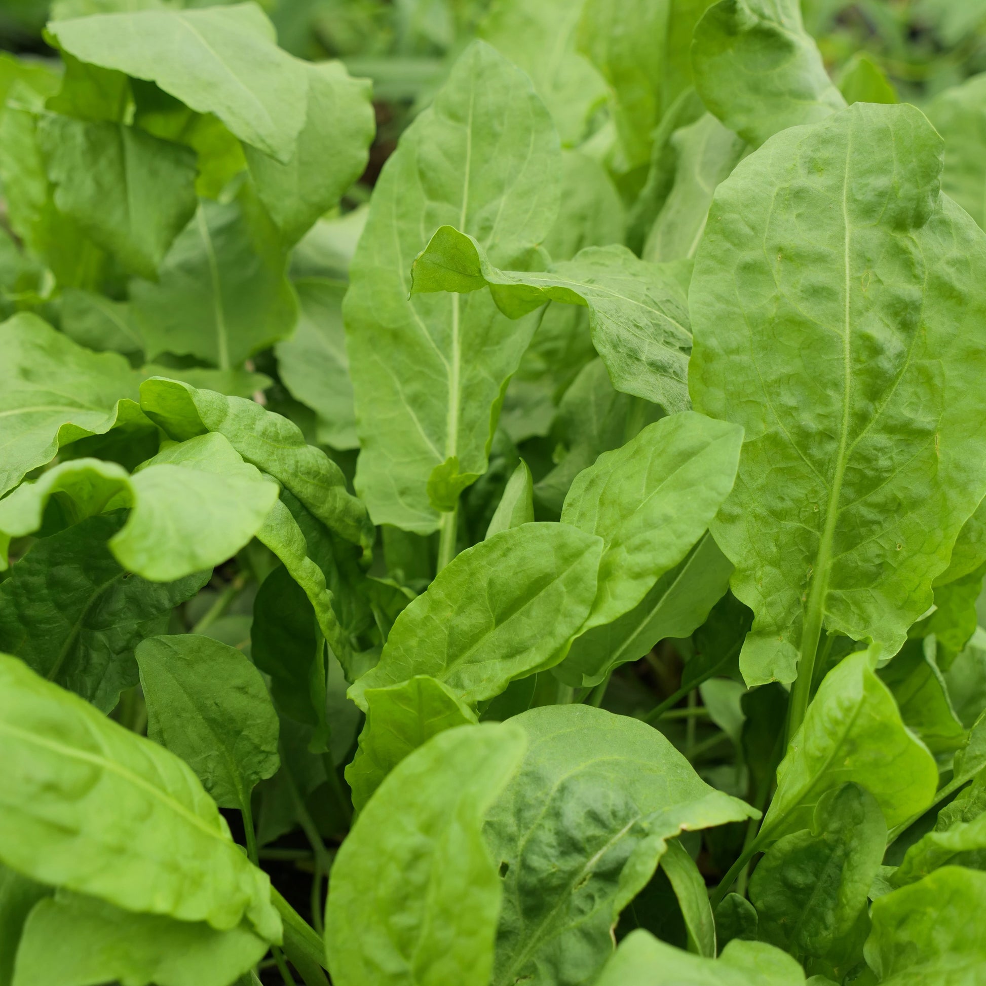 Close-up of green leafy plants in a garden