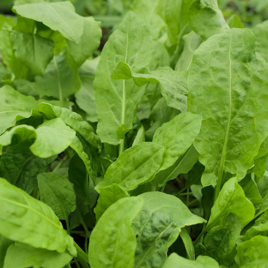 Close-up of green leafy plants in a garden