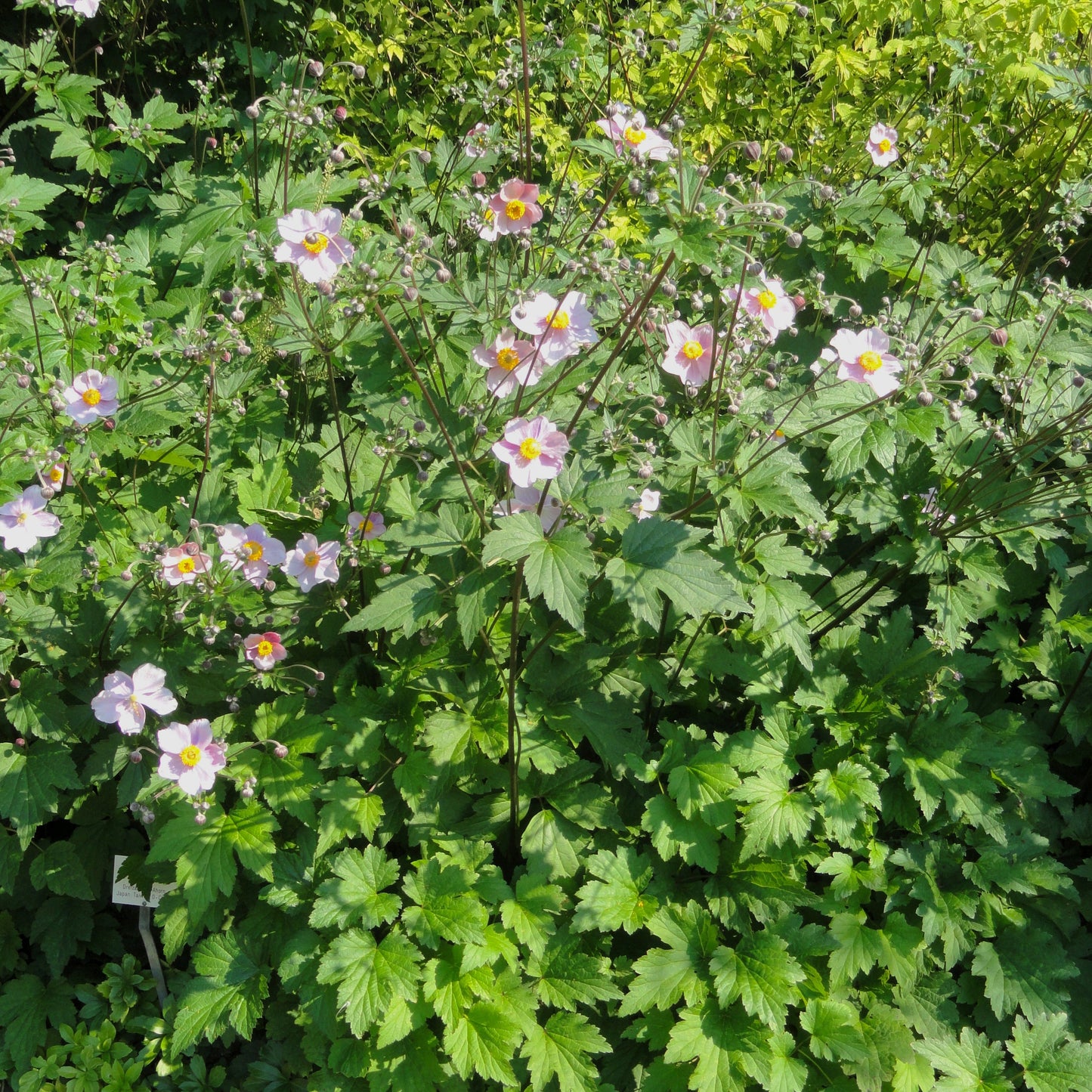 Anemone tomentosa 'Robustissima'