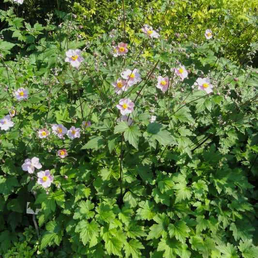 Anemone tomentosa 'Robustissima'