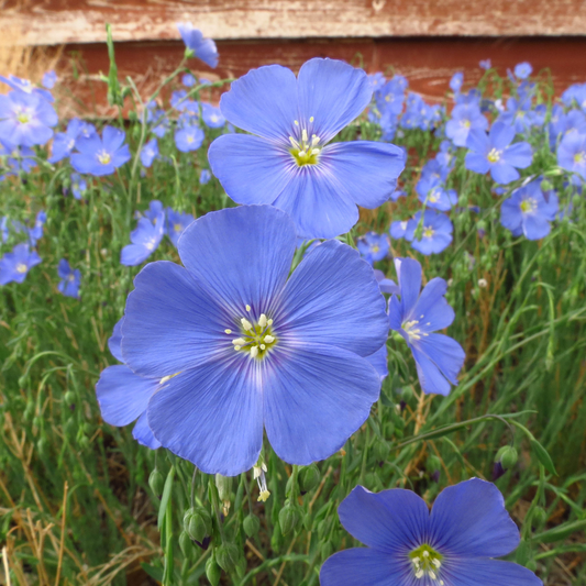 Linum lewisii