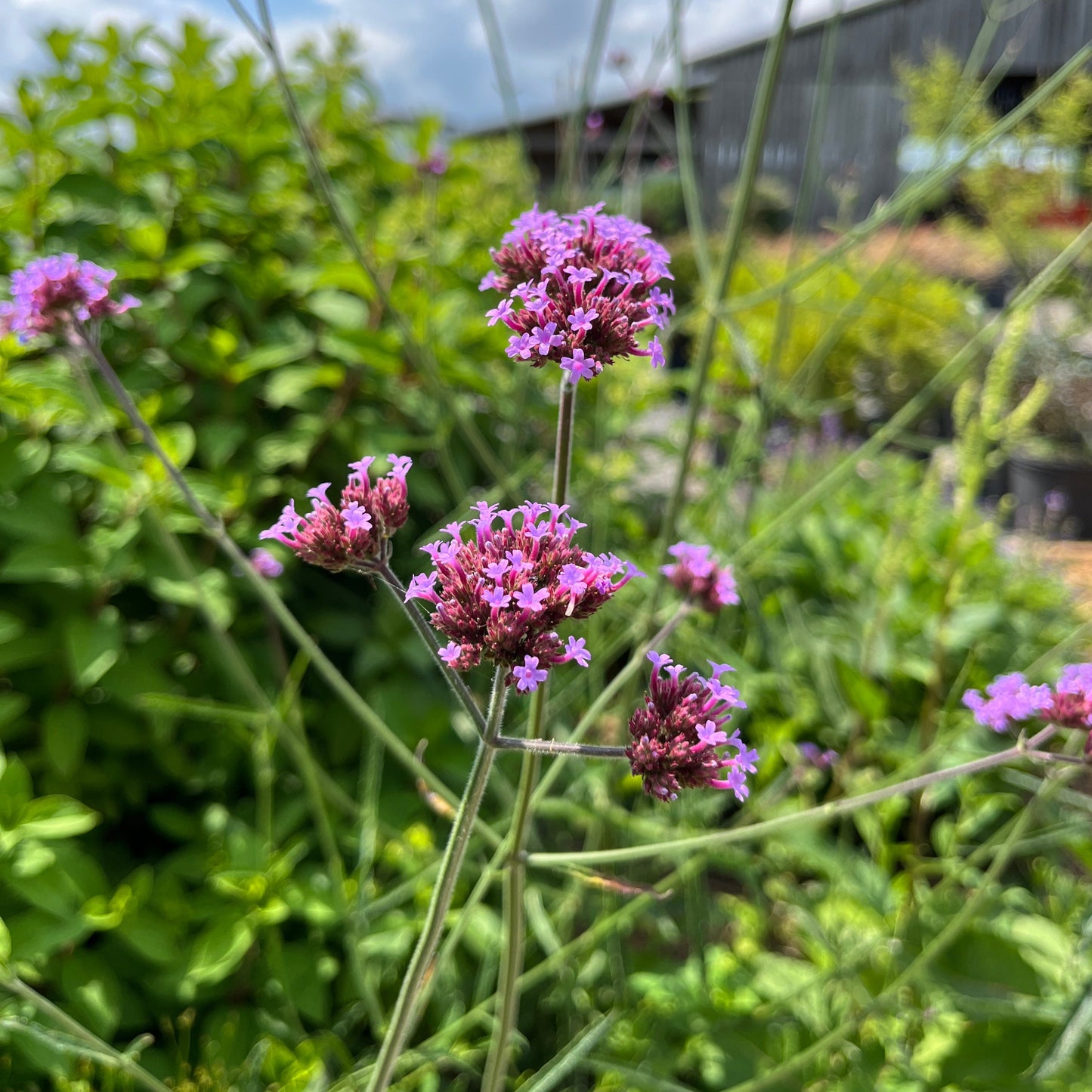 closeup of verbena bonariensis flower