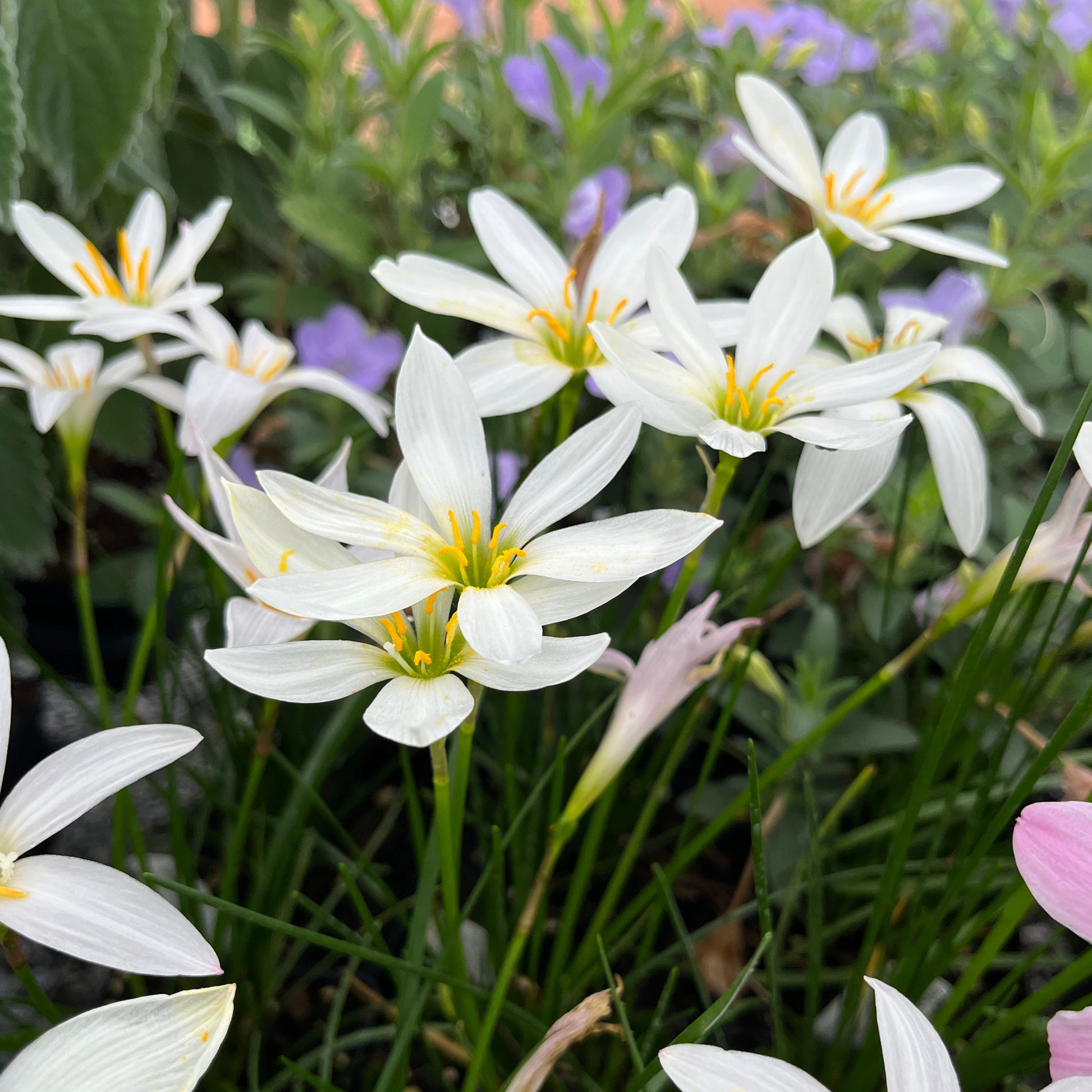 white lily perennial White Rain Lily Plant for Sale