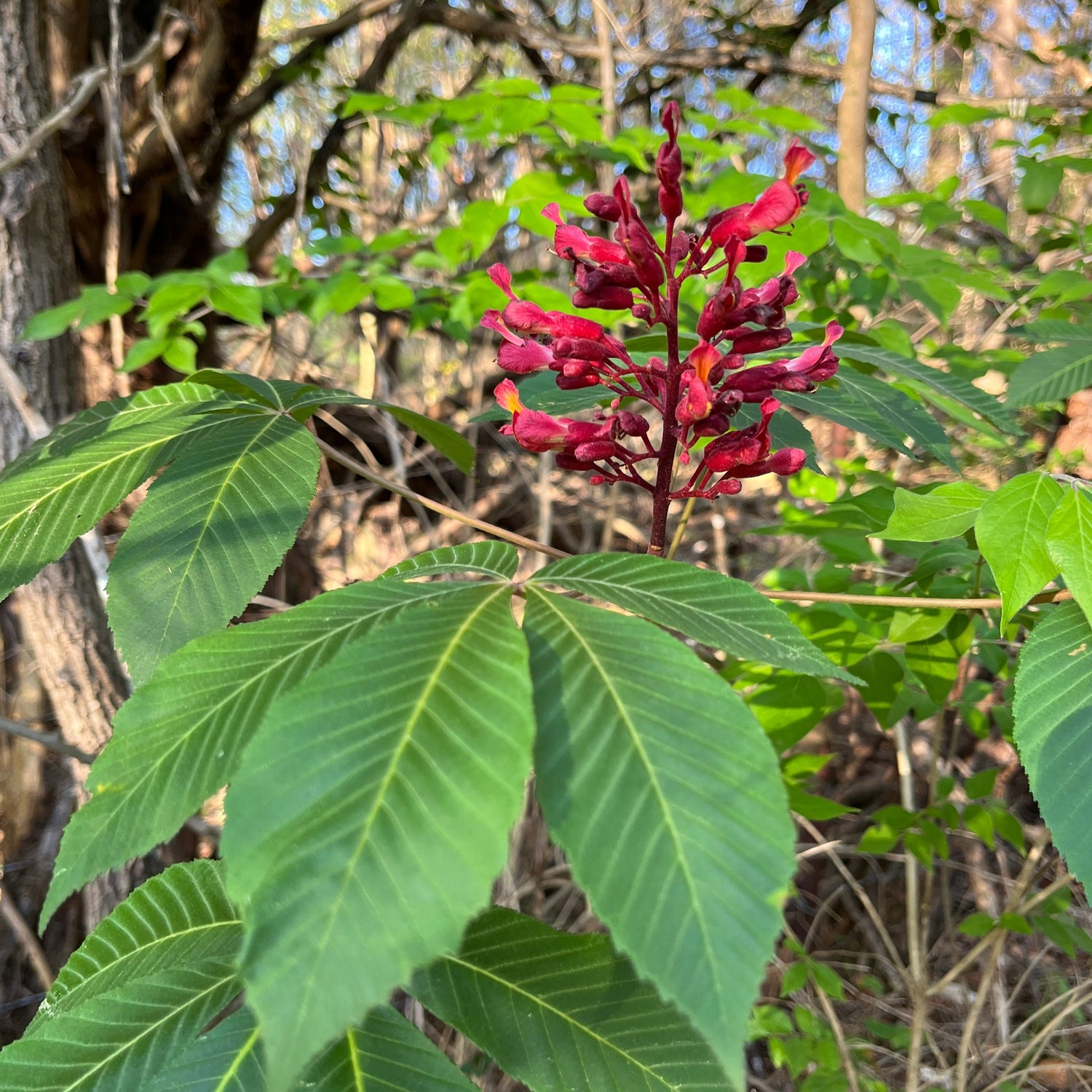 red buckeye flowering and leaf
