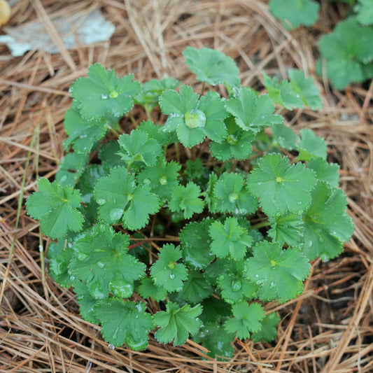 Alchemilla erythropoda