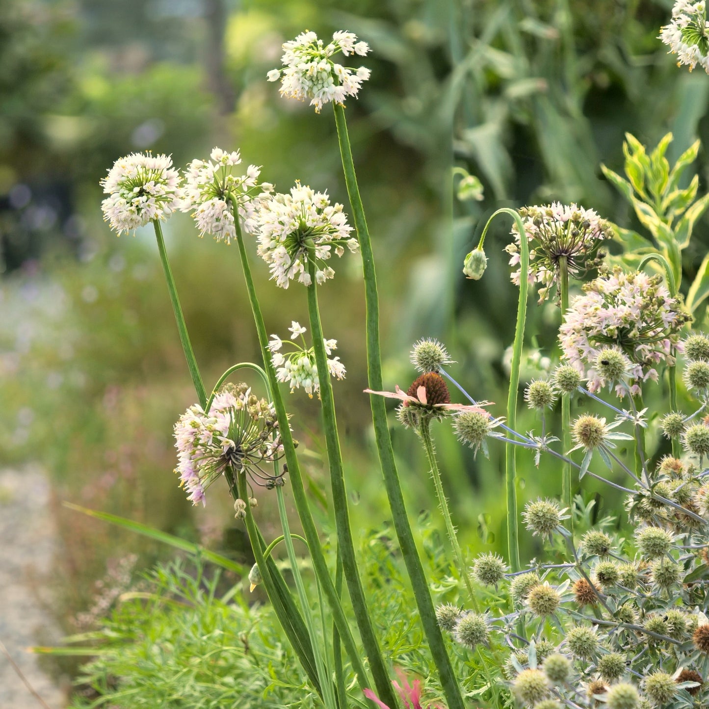 Allium cernuum
