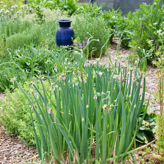 Allium X proliferum