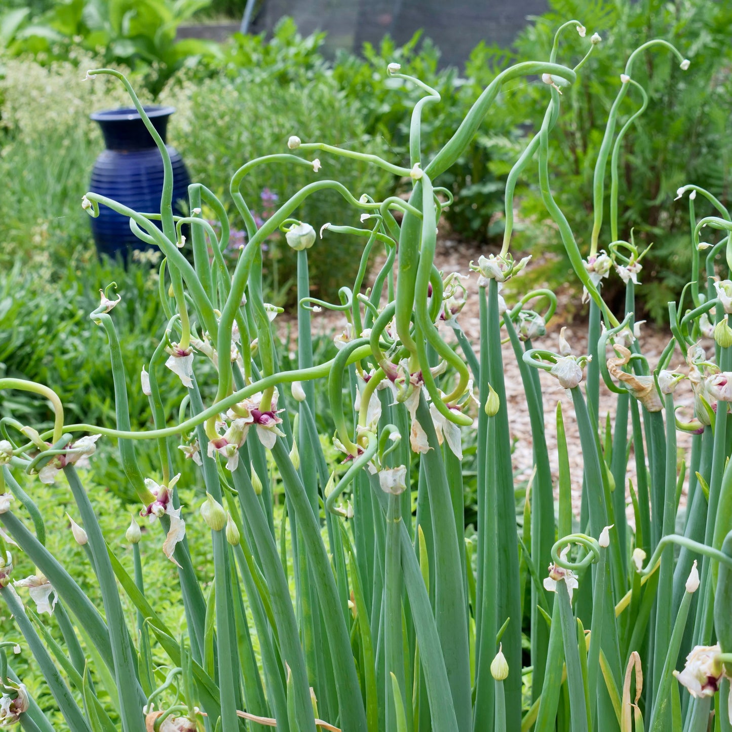 Allium X proliferum