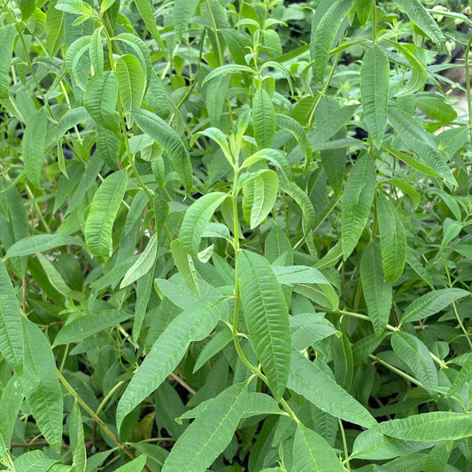 Aloysia citrodora