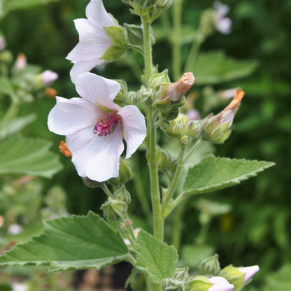 Althaea officinalis - Marshmallow