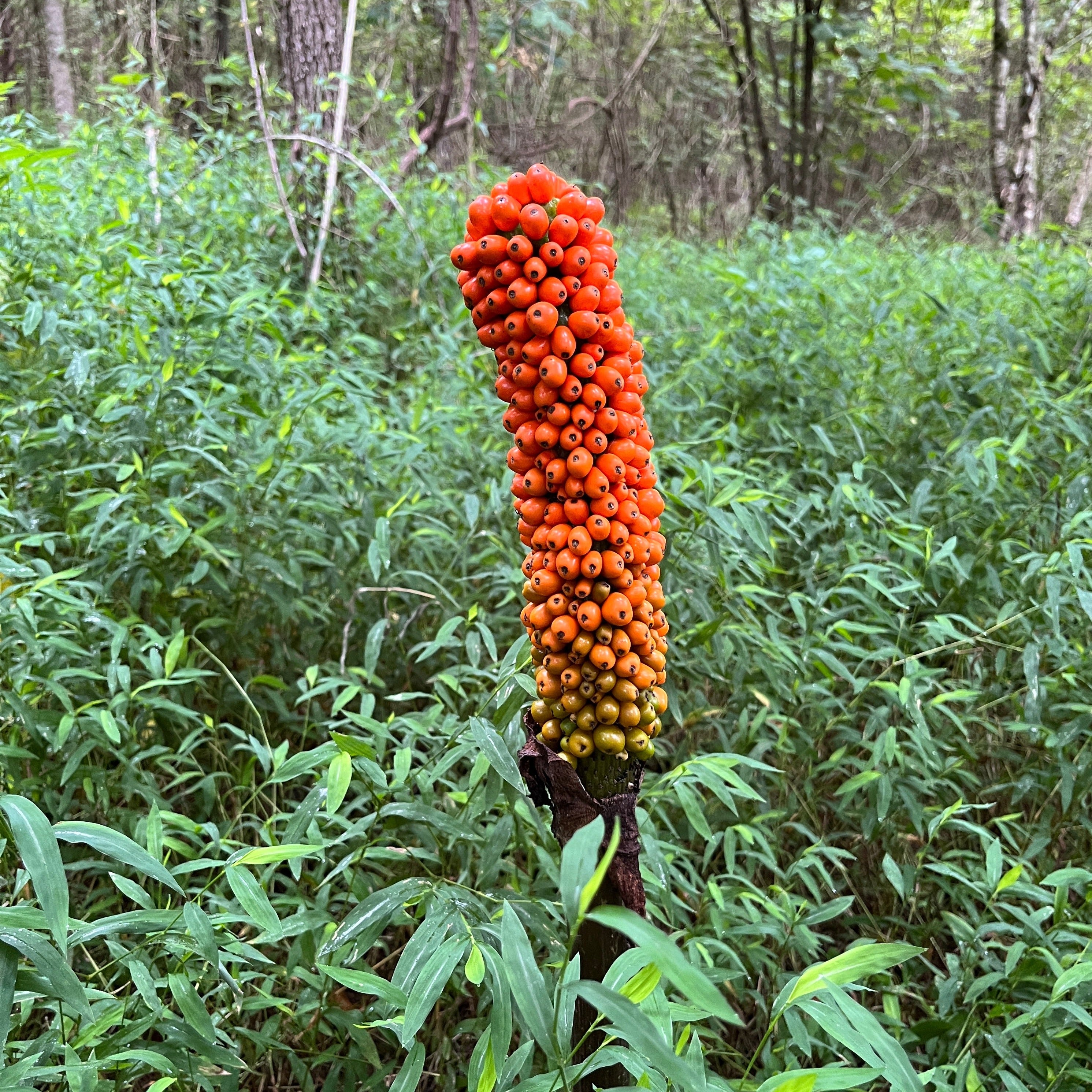 Voodoo Lily, Devil's Tongue Plant for Sale - Amorphophallus konjac ...