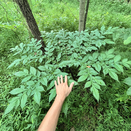 Amorphophallus konjac - Voodoo Lily