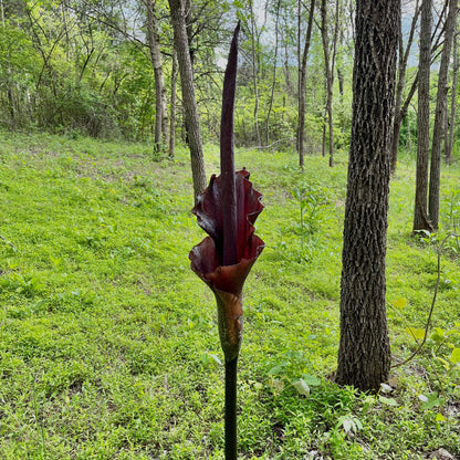 voodoo lily in flower