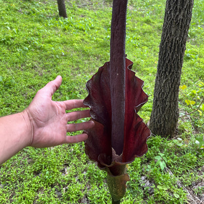 voodoo lily flower size compared to hand